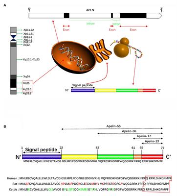 The Role of Apelin/Apelin Receptor in Energy Metabolism and Water Homeostasis: A Comprehensive Narrative Review